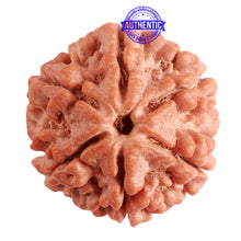 Load image into Gallery viewer, 6 Mukhi Rudraksha from Nepal - Bead No. 372