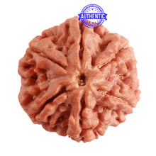 Load image into Gallery viewer, 6 Mukhi Rudraksha from Nepal - Bead No. 373