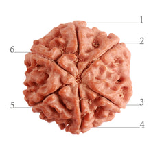 Load image into Gallery viewer, 6 Mukhi Rudraksha from Nepal - Bead No. 373