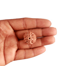 Load image into Gallery viewer, 6 Mukhi Rudraksha from Nepal - Bead No. 375