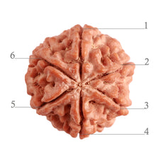 Load image into Gallery viewer, 6 Mukhi Rudraksha from Nepal - Bead No. 375