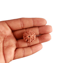 Load image into Gallery viewer, 6 Mukhi Rudraksha from Nepal - Bead No. 377