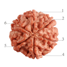 Load image into Gallery viewer, 6 Mukhi Rudraksha from Nepal - Bead No. 377