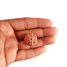 Load image into Gallery viewer, 6 Mukhi Rudraksha from Nepal - Bead No. 378