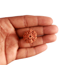 Load image into Gallery viewer, 6 Mukhi Rudraksha from Nepal - Bead No. 380