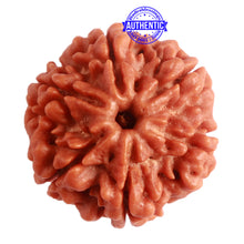 Load image into Gallery viewer, 6 Mukhi Rudraksha from Nepal - Bead No. 381