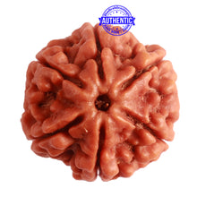 Load image into Gallery viewer, 6 Mukhi Rudraksha from Nepal - Bead No. 382