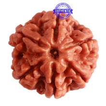 Load image into Gallery viewer, 6 Mukhi Rudraksha from Nepal - Bead No. 384