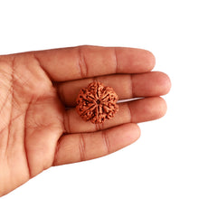 Load image into Gallery viewer, 6 Mukhi Rudraksha from Nepal - Bead No. 386