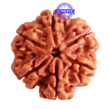Load image into Gallery viewer, 6 Mukhi Rudraksha from Nepal - Bead No. 387