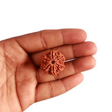Load image into Gallery viewer, 6 Mukhi Rudraksha from Nepal - Bead No. 388