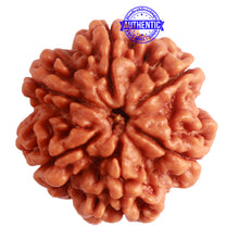 Load image into Gallery viewer, 6 Mukhi Rudraksha from Nepal - Bead No. 389