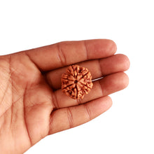Load image into Gallery viewer, 6 Mukhi Rudraksha from Nepal - Bead No. 393