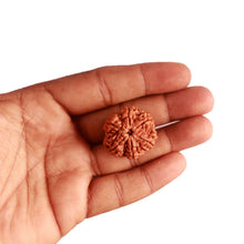 Load image into Gallery viewer, 6 Mukhi Rudraksha from Nepal - Bead No. 394