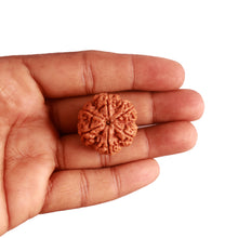 Load image into Gallery viewer, 6 Mukhi Rudraksha from Nepal - Bead No. 396