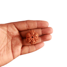 Load image into Gallery viewer, 6 Mukhi Rudraksha from Nepal - Bead No. 399
