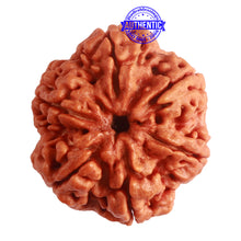 Load image into Gallery viewer, 6 Mukhi Rudraksha from Nepal - Bead No. 399