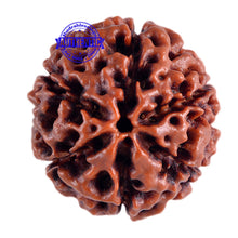 Load image into Gallery viewer, 6 Mukhi Hybrid Rudraksha - Bead No. 3