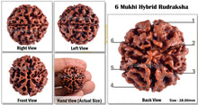 Load image into Gallery viewer, 6 Mukhi Hybrid Rudraksha - Bead No. 3