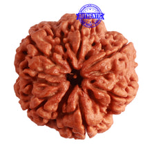 Load image into Gallery viewer, 6 Mukhi Rudraksha from Nepal - Bead No. 402