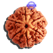 Load image into Gallery viewer, 6 Mukhi Rudraksha from Nepal - Bead No. 405