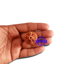 Load image into Gallery viewer, 6 Mukhi Rudraksha from Nepal - Bead No. 407