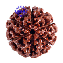 Load image into Gallery viewer, 6 Mukhi Hybrid Rudraksha - Bead No. 4