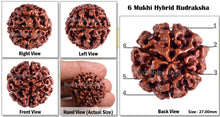 Load image into Gallery viewer, 6 Mukhi Hybrid Rudraksha - Bead No. 4