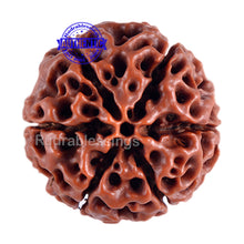 Load image into Gallery viewer, 6 Mukhi Hybrid Rudraksha - Bead No. 5