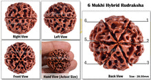 Load image into Gallery viewer, 6 Mukhi Hybrid Rudraksha - Bead No. 5