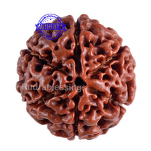 Load image into Gallery viewer, 6 Mukhi Hybrid Rudraksha - Bead No. 8