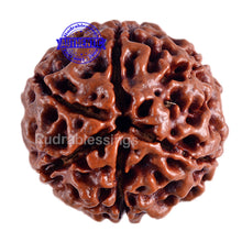 Load image into Gallery viewer, 6 Mukhi Hybrid Rudraksha - Bead No. 9