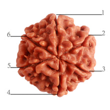 Load image into Gallery viewer, 6 Mukhi Rudraksha from Nepal - Bead No. 379