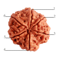 Load image into Gallery viewer, 6 Mukhi Rudraksha from Nepal - Bead No. 380