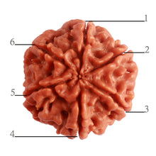Load image into Gallery viewer, 6 Mukhi Rudraksha from Nepal - Bead No. 381