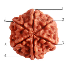 Load image into Gallery viewer, 6 Mukhi Rudraksha from Nepal - Bead No. 382