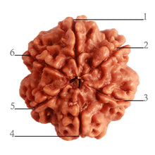 Load image into Gallery viewer, 6 Mukhi Rudraksha from Nepal - Bead No. 389