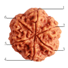Load image into Gallery viewer, 6 Mukhi Rudraksha from Nepal - Bead No. 390