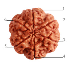 Load image into Gallery viewer, 6 Mukhi Rudraksha from Nepal - Bead No. 396