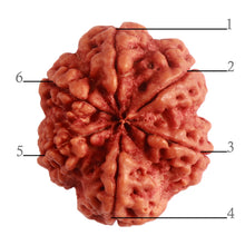 Load image into Gallery viewer, 6 Mukhi Rudraksha from Nepal - Bead No. 397