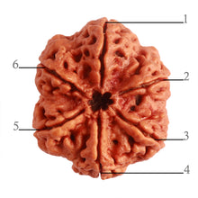 Load image into Gallery viewer, 6 Mukhi Rudraksha from Nepal - Bead No. 398