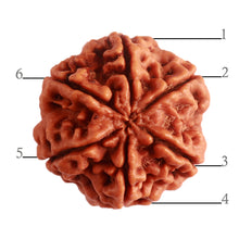 Load image into Gallery viewer, 6 Mukhi Rudraksha from Nepal - Bead No. 400