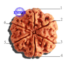 Load image into Gallery viewer, 6 Mukhi Rudraksha from Nepal - Bead No. 407