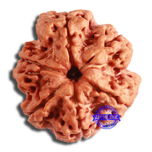 Load image into Gallery viewer, 6 Mukhi Rudraksha from Nepal - Bead No. 412