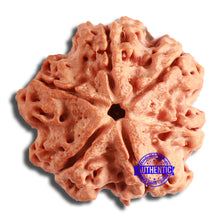 Load image into Gallery viewer, 6 Mukhi Rudraksha from Nepal - Bead No. 413