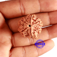 Load image into Gallery viewer, 6 Mukhi Rudraksha from Nepal - Bead No. 413