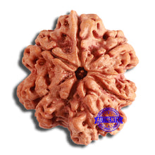 Load image into Gallery viewer, 6 Mukhi Rudraksha from Nepal - Bead No. 414