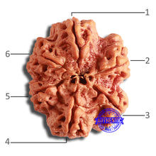 Load image into Gallery viewer, 6 Mukhi Rudraksha from Nepal - Bead No. 417