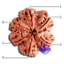 Load image into Gallery viewer, 6 Mukhi Rudraksha from Nepal - Bead No. 418
