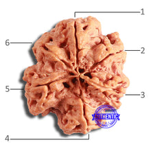Load image into Gallery viewer, 6 Mukhi Rudraksha from Nepal - Bead No. 419